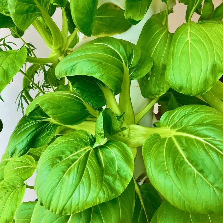 Hydroponisches Pflanzenturm mit 36 Pflanzplätzen