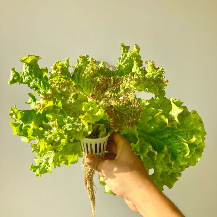 Hydroponisches System, Pflanzenturm mit 36 Pflanzplätzen