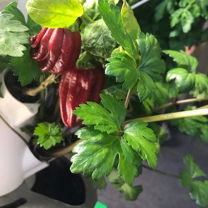 Hydroponisches System, Pflanzenturm mit 36 Pflanzplätzen