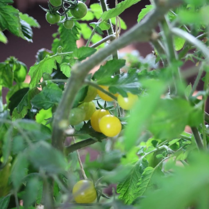Hydroponisches Pflanzenturm mit 36 Pflanzplätzen